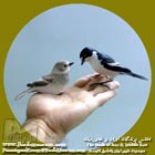 مگس گیر ابلق باختری
